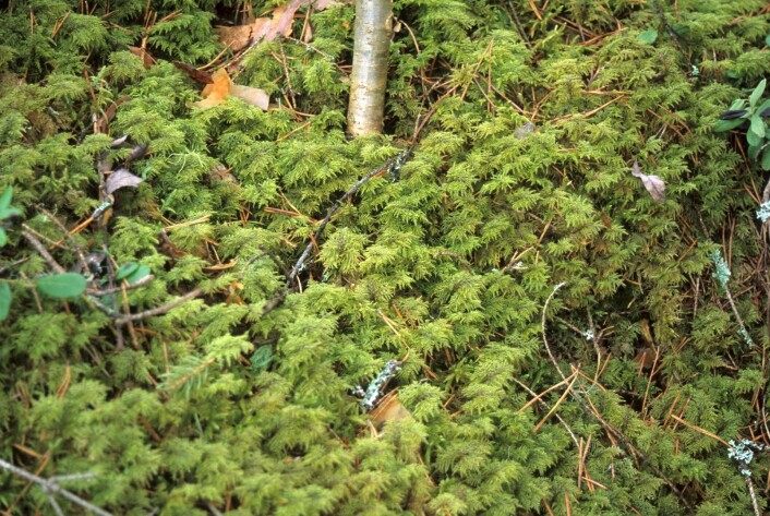 Etasjemose (<em>Hylocomium splendens</em>) danner tepper på bakken og er spesielt utbredt i blåbærrike barskogen. Den er vanlig i hele landet. (Foto: John Yngvar Larsson, Skog og landskap) Etasjemose (<em>Hylocomium splendens</em>) danner tepper på bakken og er spesielt utbredt i blåbærrike barskogen. Den er vanlig i hele landet. (Foto: John Yngvar Larsson, Skog og landskap)