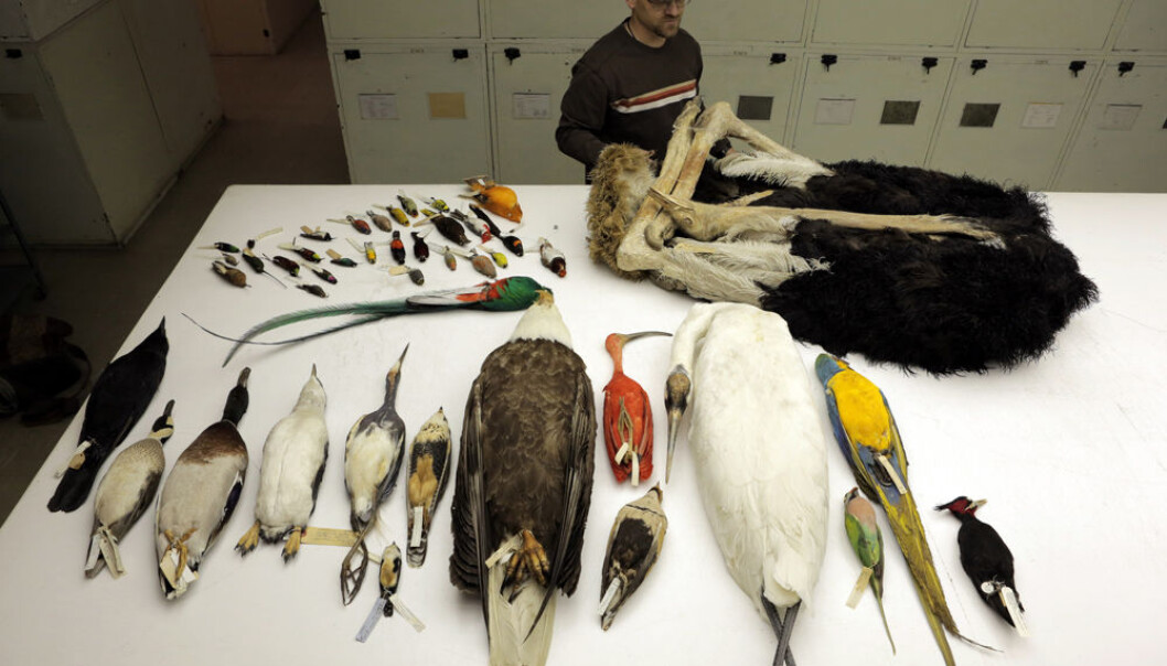 Noen av artene som har fått genomene sine kartlagt. Bildet er tatt ved National Museum of Natural History i Washington. (Foto: AAAS/Carla Schaffer) Noen av artene som har fått genomene sine kartlagt. Bildet er tatt ved National Museum of Natural History i Washington. (Foto: AAAS/Carla Schaffer)