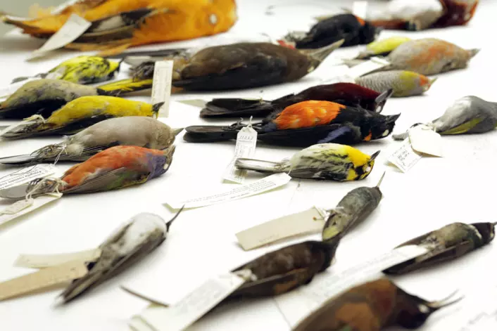 Forskerne kartla genomene til arter fra alle hovedgruppene av fugler.  (Foto: AAAS/Carla Schaffer)