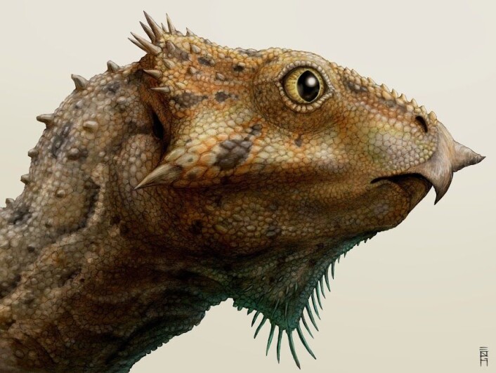 En kunsterisk framstilling av hodet til Aquilops americanus. (Foto: (Illustrasjon: Brian Engh/Raymond M. Alf Museum of Paleontology)) En kunsterisk framstilling av hodet til Aquilops americanus. (Foto: (Illustrasjon: Brian Engh/Raymond M. Alf Museum of Paleontology))