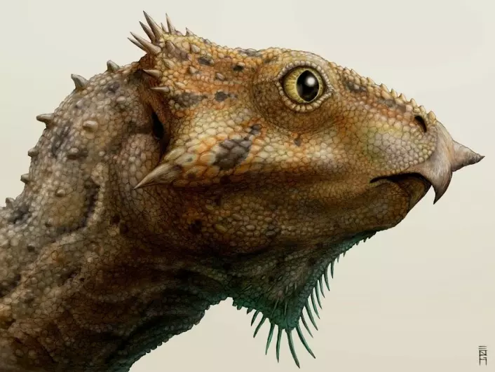 En kunsterisk framstilling av hodet til Aquilops americanus. (Foto: (Illustrasjon: Brian Engh/Raymond M. Alf Museum of Paleontology))