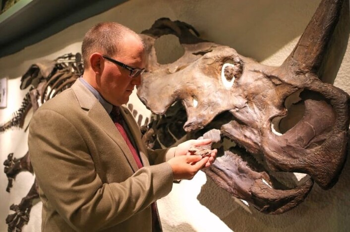 Skallen til Aquilops americanus blir liten ved siden av hodet til sin fjerne slektning Centrosaurus. Andrew Farke er en av forskerne som har gitt navn til den vesle dinosauren. (Foto: Scott Nichols, Raymond M. Alf Museum of Paleontology) Skallen til Aquilops americanus blir liten ved siden av hodet til sin fjerne slektning Centrosaurus. Andrew Farke er en av forskerne som har gitt navn til den vesle dinosauren. (Foto: Scott Nichols, Raymond M. Alf Museum of Paleontology)