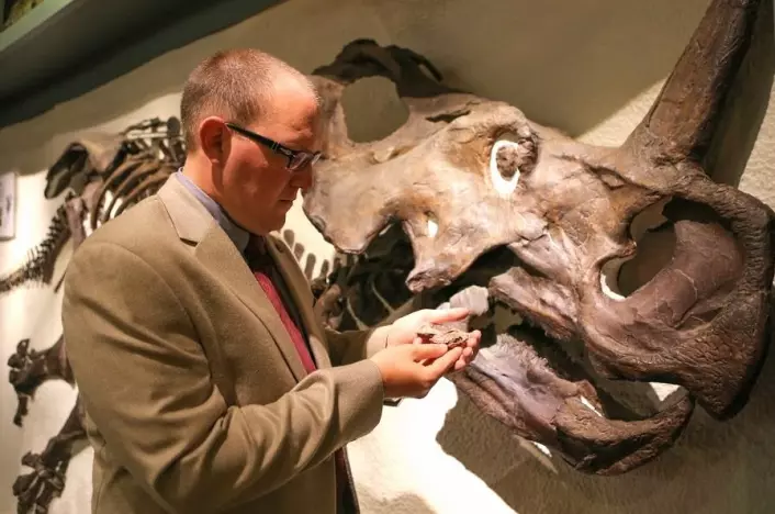 Skallen til Aquilops americanus blir liten ved siden av hodet til sin fjerne slektning Centrosaurus. Andrew Farke er en av forskerne som har gitt navn til den vesle dinosauren. (Foto: Scott Nichols, Raymond M. Alf Museum of Paleontology)