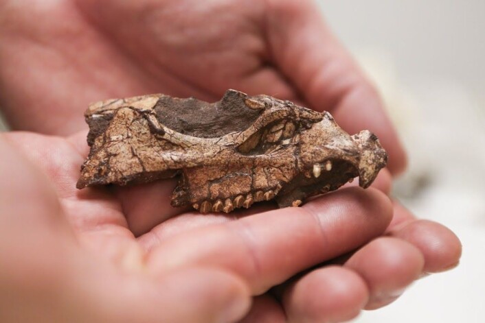 Biter av en hodeskalle var alt forskerne hadde da de skulle finne ut hva slags dinosaur dette var snakk om. (Foto: Scott Nichols, Raymond M. Alf Museum of Paleontology) Biter av en hodeskalle var alt forskerne hadde da de skulle finne ut hva slags dinosaur dette var snakk om. (Foto: Scott Nichols, Raymond M. Alf Museum of Paleontology)