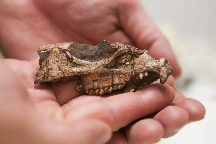 Biter av en hodeskalle var alt forskerne hadde da de skulle finne ut hva slags dinosaur dette var snakk om. (Foto: Scott Nichols, Raymond M. Alf Museum of Paleontology)