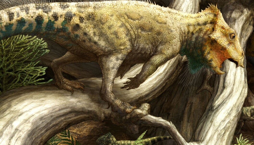 Slik kan dinosauren Aquilops americanus ha sett ut. (Illustrasjon: Brian Engh/Raymond M. Alf Museum of Paleontology) Slik kan dinosauren Aquilops americanus ha sett ut. (Illustrasjon: Brian Engh/Raymond M. Alf Museum of Paleontology)