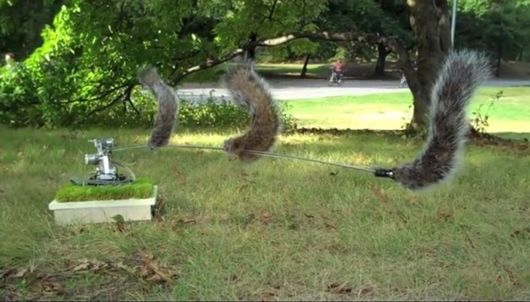 Roboten ‘Danger, Squirrel Nutkin!' fra 2009 bruker datasyn til å skanne omgivelsene for rovdyr som jakter på ekorn. For eksempel hauker, rever og mennesker. Skulle en fare nærme seg, advarer roboten de ekornene som holder i nærheten, ved å «snakke» til dem på deres eget «språk» – nemlig spesielle haleslag. (Foto: Skjermdump fra Vimeo) Roboten ‘Danger, Squirrel Nutkin!' fra 2009 bruker datasyn til å skanne omgivelsene for rovdyr som jakter på ekorn. For eksempel hauker, rever og mennesker. Skulle en fare nærme seg, advarer roboten de ekornene som holder i nærheten, ved å «snakke» til dem på deres eget «språk» – nemlig spesielle haleslag. (Foto: Skjermdump fra Vimeo)