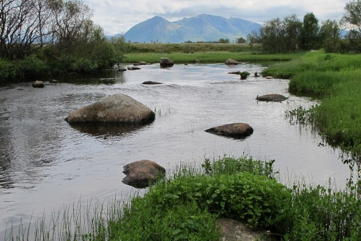 Forskerne har beregnet at det totale antallet elvemuslinger i Åelva er 2,5 millioner. (Foto: Bjørn Mejdell Larsen, NINA) Forskerne har beregnet at det totale antallet elvemuslinger i Åelva er 2,5 millioner. (Foto: Bjørn Mejdell Larsen, NINA)