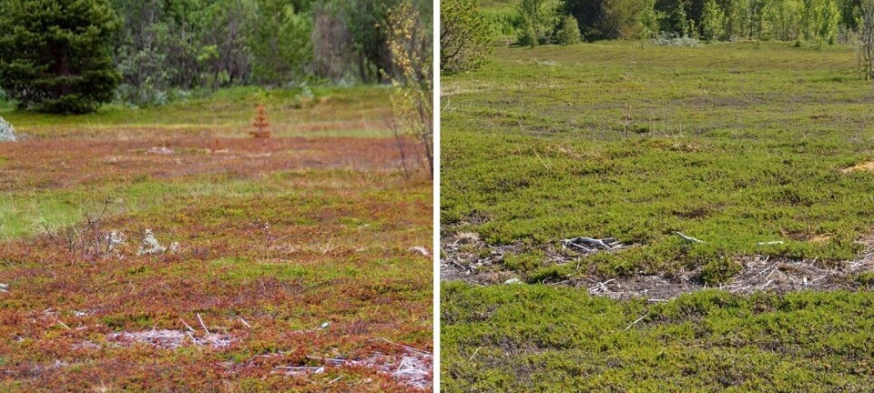 Til venstre: Kreklinghei i Storfjord kommune, brun etter skadene som oppstod i 2012. Legg merke til at furua i øvre del av bildet også er visnet og blitt brun. Til høyre: Samme hei i 2014. Heia ser mye grønnere ut, men de grå partiene er tallrike. (Foto: Jarle W. Bjerke)