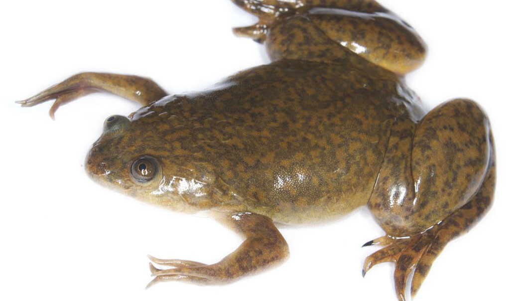 Den afrikanske klofrosken (Xenopus laevis) har enorme celler, og har funnet sin egen løsning for å hindre dem i å falle sammen under sin egen vekt. (Foto: Brian Gratwicke) Den afrikanske klofrosken (Xenopus laevis) har enorme celler, og har funnet sin egen løsning for å hindre dem i å falle sammen under sin egen vekt. (Foto: Brian Gratwicke)