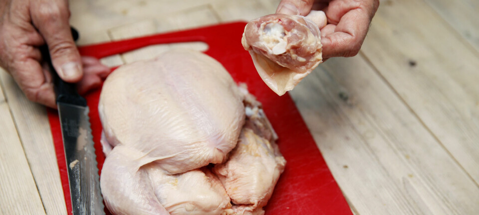 Uavhengig av narasinbruk er det imidlertid viktig å tenke god hygiene ved håndtering av rå kylling på kjøkkenet. (Foto: Cornelius Poppe, NTB scanpix)