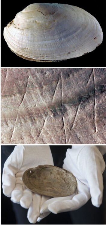 Det inngraverte motivet ble rett og slett funnet ved en tilfeldighet, da en marinbiologistudent skulle studere de fossile skjellene. (Foto: PACEA) Det inngraverte motivet ble rett og slett funnet ved en tilfeldighet, da en marinbiologistudent skulle studere de fossile skjellene. (Foto: PACEA)