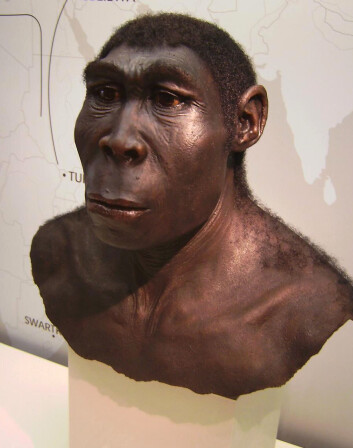 Kan fingeren ha tilhørt en slik en? <em>Homo erectus</em> - det oppreiste mennesket - var et fortidsmenneske som døde ut for rundt 250 000 år siden. (Foto: UiB) Kan fingeren ha tilhørt en slik en? <em>Homo erectus</em> - det oppreiste mennesket - var et fortidsmenneske som døde ut for rundt 250 000 år siden. (Foto: UiB)