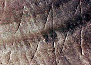 På ett av skjellene var det innrisset et geometrisk sikksakk-mønster, som ikke kan ha blitt til av naturlig slitasje. (Foto: PACEA) På ett av skjellene var det innrisset et geometrisk sikksakk-mønster, som ikke kan ha blitt til av naturlig slitasje. (Foto: PACEA)