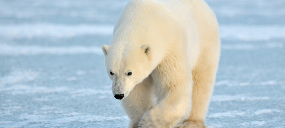 Isbjørnene befinner seg på toppen av næringskjeden. Derfor akkumulerer de store mengder kvikksølv. Nå viser ny forskning at bakterier nøytraliserer en del av dette kvikksølvet.  (Foto: Microstock)