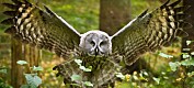 Ukas art: Lappugle - en sjelden gjest i norske skoger