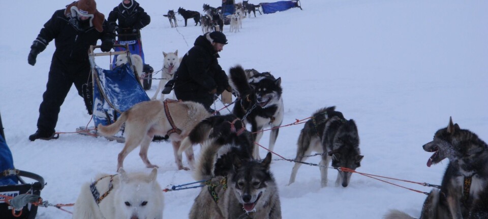 Hundekjøring på Svalbard kan skape gåsehud av flere grunner enn kulda. (Foto: Ann Heidi Hansen)