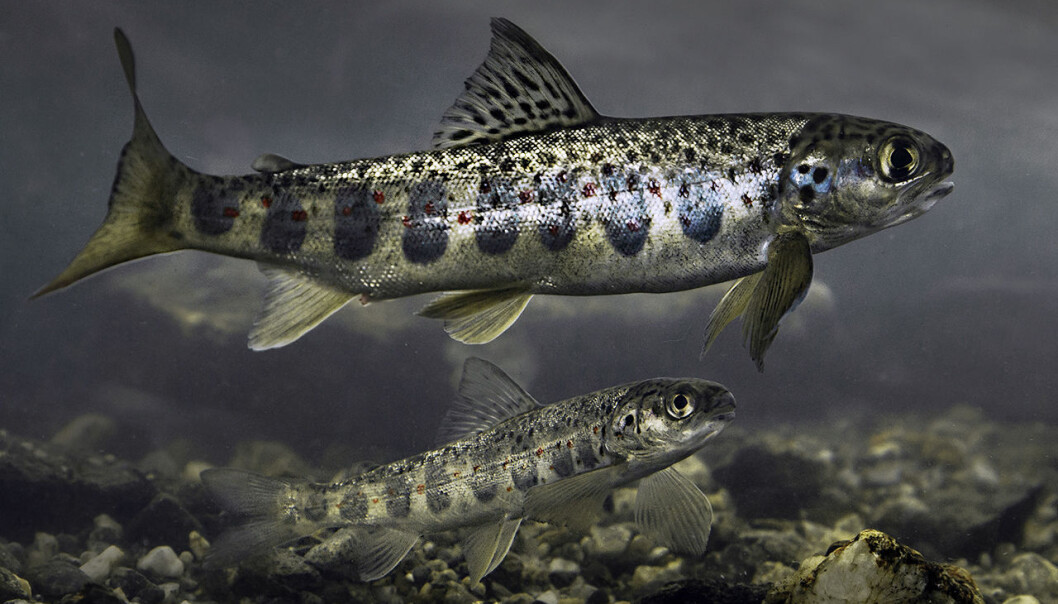 Småblank er vanligvis 15 til 20 centimeter lang og veier mellom 30 og 80 gram. De store brystfinnene til småblanken viser tydelig at dette er en superlaks som trives best i strie stryk. (Foto: Per Harald Olsen) Småblank er vanligvis 15 til 20 centimeter lang og veier mellom 30 og 80 gram. De store brystfinnene til småblanken viser tydelig at dette er en superlaks som trives best i strie stryk. (Foto: Per Harald Olsen)