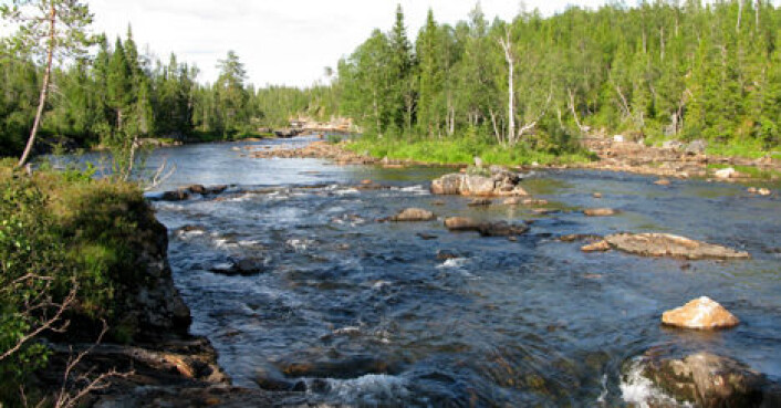 Frøyningselva om sommeren. (Foto: NINA) Frøyningselva om sommeren. (Foto: NINA)