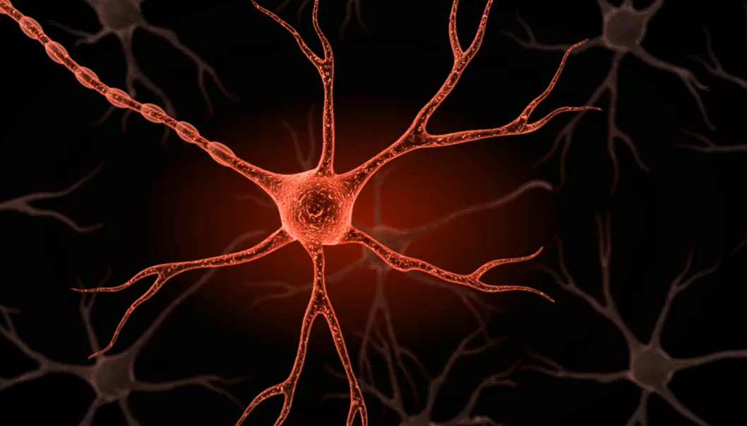 Nervesystemet gir hjernen beskjed om infeksjoner