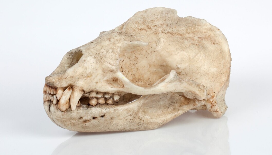 Kopien av galapagossjøløveskallen er utført av Per K. Thorsland. No i samlingane til Charles Darwin Foundation på Galapagos. (Foto: Karsten Sund, NHM) Kopien av galapagossjøløveskallen er utført av Per K. Thorsland. No i samlingane til Charles Darwin Foundation på Galapagos. (Foto: Karsten Sund, NHM)