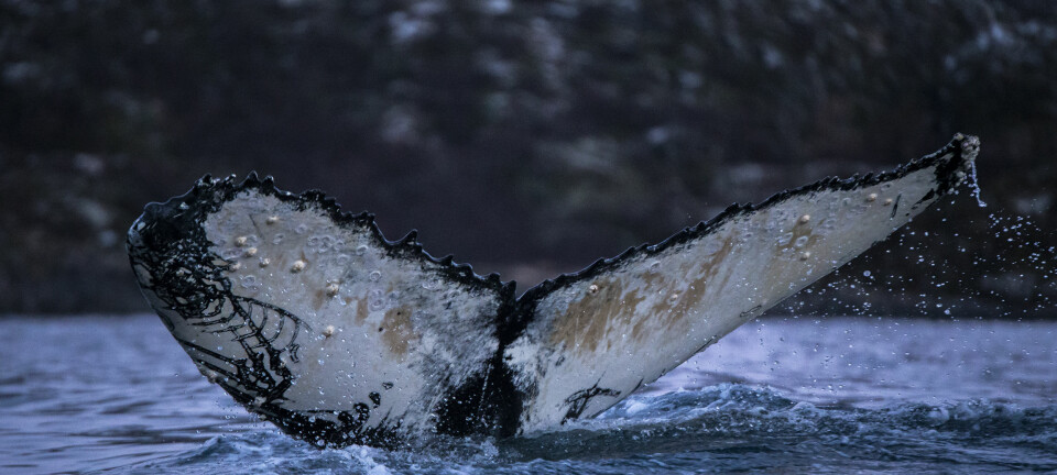 Forskerne har mistanke om at de ”norske” knølhvalene sin vandring er betydelig mer komplisert enn før antatt. Nå er nemlig disse hvalene blitt gjenfunnet en rekke ulike steder, både i nord og i sør, i øst og i vest. (Foto: Audun Rikardsen)