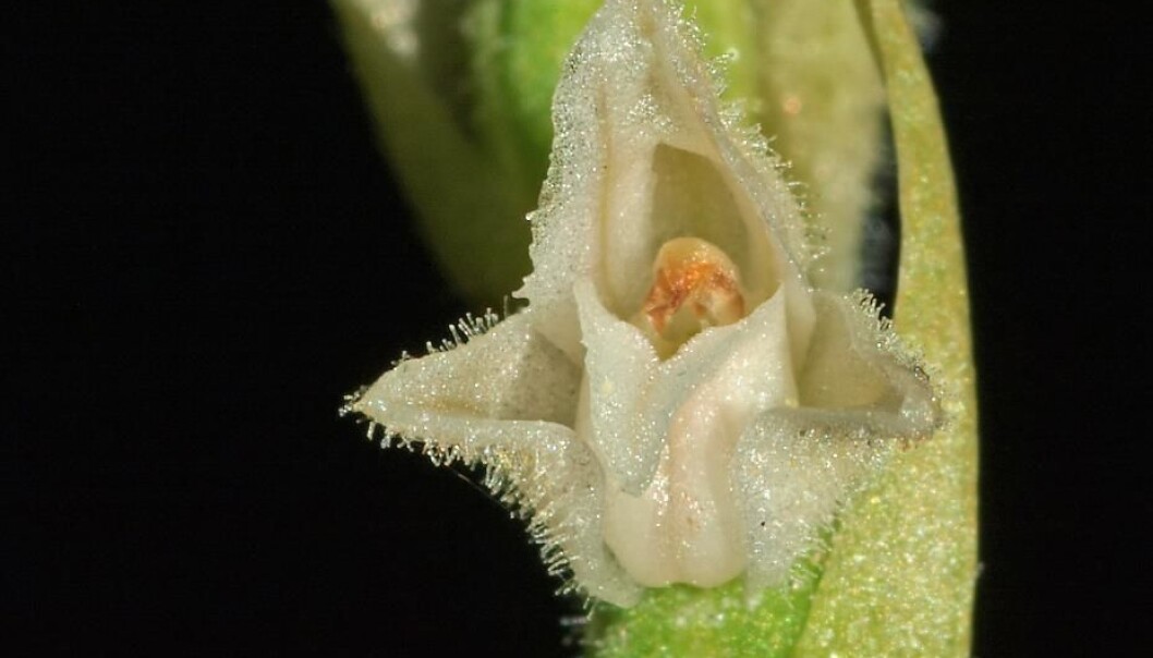 Knerot, Goodyera repens. (Foto: Egil Michaelsen, Creative Commons) Knerot, Goodyera repens. (Foto: Egil Michaelsen, Creative Commons)