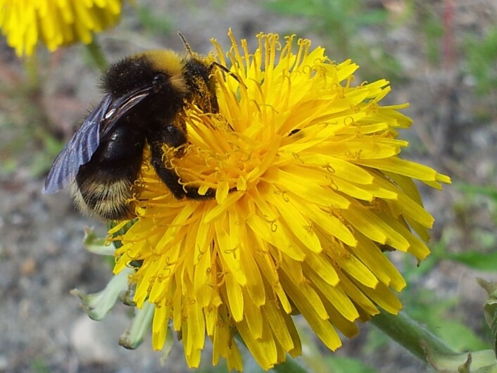 Humlene gjør en viktig jobb med bestøving av planter. Her tregjøkhumle (<em>Bombus norvegicus</em>). (Foto: Frode Ødegaard/NINA) Humlene gjør en viktig jobb med bestøving av planter. Her tregjøkhumle (<em>Bombus norvegicus</em>). (Foto: Frode Ødegaard/NINA)