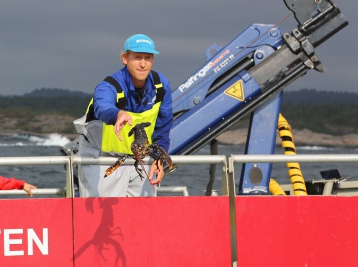 Alle hummerne går tilbake i sjøen der de ble fanget. Forsker Alf Ring Kleiven hjelper til. (Foto: Espen Bierud) Alle hummerne går tilbake i sjøen der de ble fanget. Forsker Alf Ring Kleiven hjelper til. (Foto: Espen Bierud)