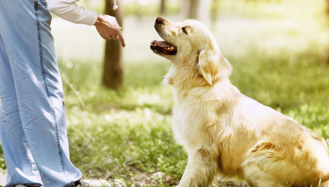 Forskning antyder at hundehjernen også får med seg følelsene i stemmen din. (Foto: Microstock) Forskning antyder at hundehjernen også får med seg følelsene i stemmen din. (Foto: Microstock)