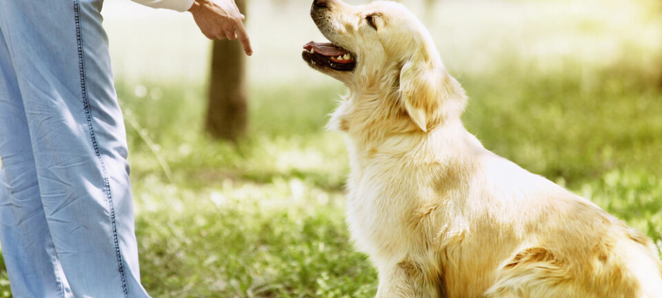 Forskning antyder at hundehjernen også får med seg følelsene i stemmen din.  (Foto: Microstock)
