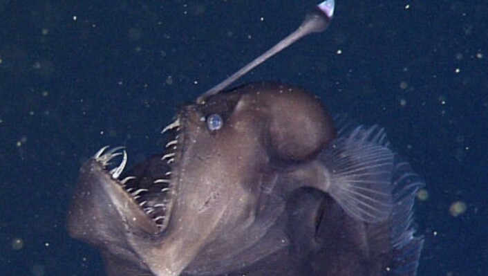 Forskerne var ute med en miniubåt i Monterey Bay da de fikk øye på den rare skapningen. Selv om den ser stor og skummel ut var denne kun 9 centimeter lang. (Foto: Monterey Bay Aquarium Research Institute) Forskerne var ute med en miniubåt i Monterey Bay da de fikk øye på den rare skapningen. Selv om den ser stor og skummel ut var denne kun 9 centimeter lang. (Foto: Monterey Bay Aquarium Research Institute)