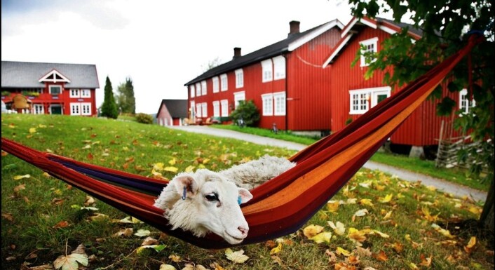 På Berg gård på Inderøy kan turister oppleve hvor maten kommer fra. Her ales, etes og slaktes lam. Norge bør satse mer på denne type turisme og orientere oss mer mot markeder nær oss, mener reiselivsforskere. Foto: Magnar Kirknes, Scanpix) På Berg gård på Inderøy kan turister oppleve hvor maten kommer fra. Her ales, etes og slaktes lam. Norge bør satse mer på denne type turisme og orientere oss mer mot markeder nær oss, mener reiselivsforskere. Foto: Magnar Kirknes, Scanpix)