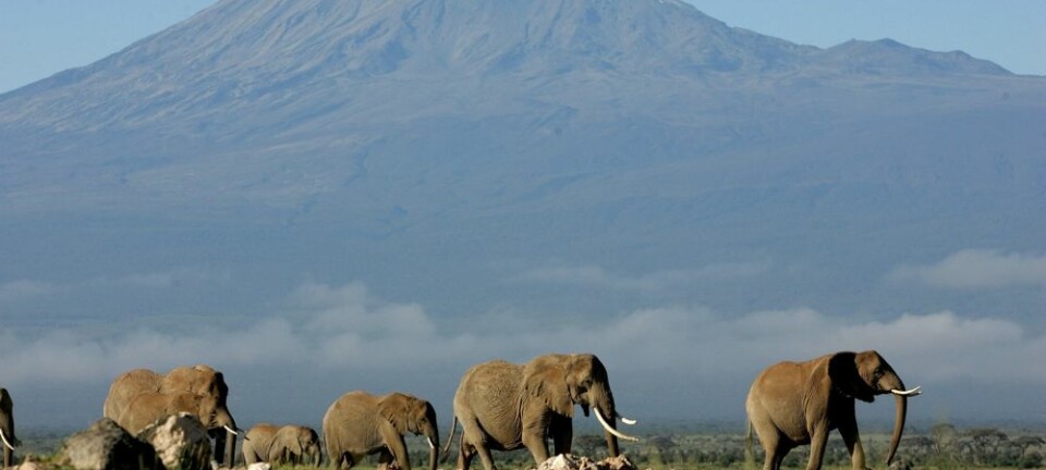Opplevelsen av å se ville elefanter ved foten av Kilimanjaro i Kenya er utvilsomt en gåsehudsopplevelse av de helt store. Stadig flere reiser til eksotiske reisemål. Men menneskenes fotavtrykk ved slike reiser er store, mener forskere. (Foto: Karel Prinsloo/Scanpix)