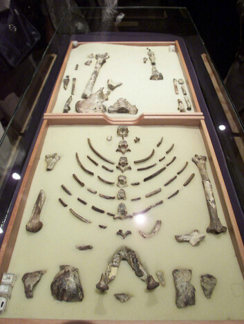 Nå ligger skjelettet til Lucy på utstilling i Ethiopian National Museum i Addis Abeba. Det kom nylig 'hjem' etter å ha vært på en seks års lang utstillingstur i USA. (Foto: Antony Njuguna, Reuters, NTB scanpix) Nå ligger skjelettet til Lucy på utstilling i Ethiopian National Museum i Addis Abeba. Det kom nylig 'hjem' etter å ha vært på en seks års lang utstillingstur i USA. (Foto: Antony Njuguna, Reuters, NTB scanpix)