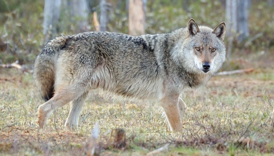Når snøen legger seg, blir det lettere å spore ulven. (Foto: Kjetil Schjølberg, Rovdata) Når snøen legger seg, blir det lettere å spore ulven. (Foto: Kjetil Schjølberg, Rovdata)
