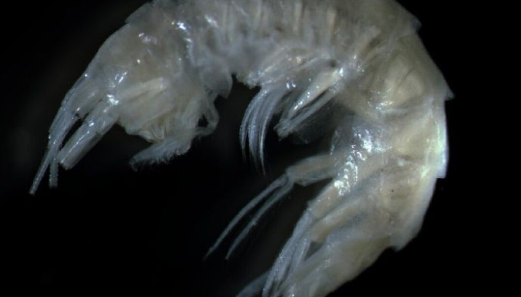 Et nytt krepsdyr er funnet langs norskekysten. Den nye arten er rundt én cm lang og ser ut til å trives i vann under 0 grader og på dyp fra 1000 til 2600 meter. (Foto: Halldis Ringvold, Sea Snack Norway) Et nytt krepsdyr er funnet langs norskekysten. Den nye arten er rundt én cm lang og ser ut til å trives i vann under 0 grader og på dyp fra 1000 til 2600 meter. (Foto: Halldis Ringvold, Sea Snack Norway)