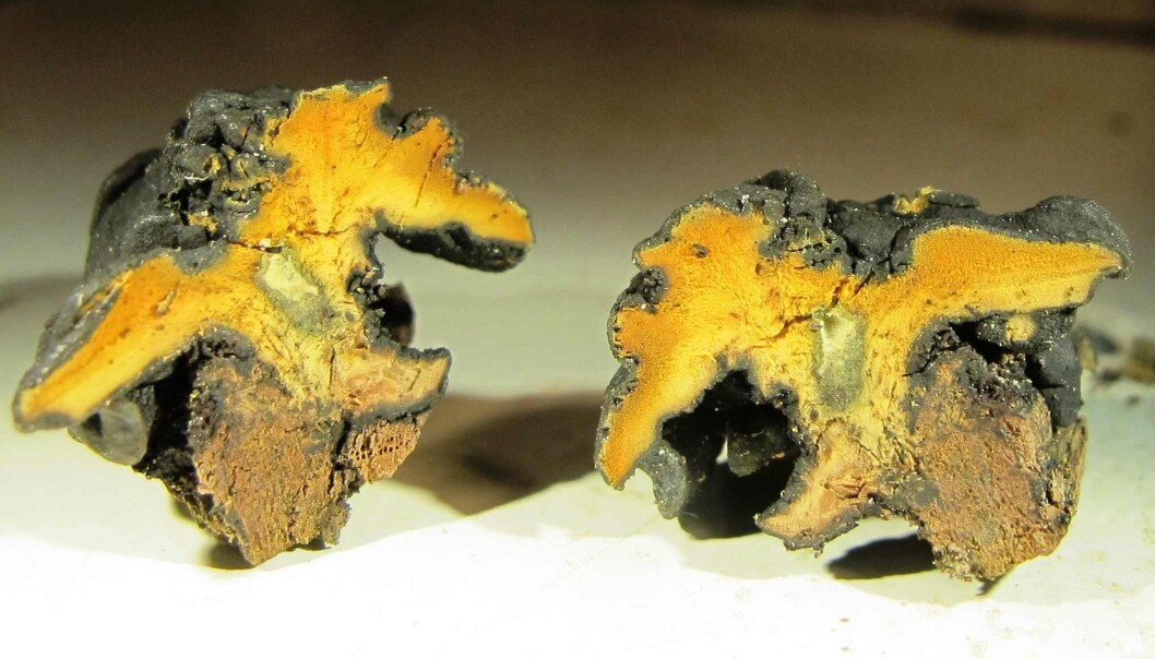Den nyoppdagede sopparten <em>Chlorostroma vestlandicum</em> (Foto: Björn Nordén, NINA) Den nyoppdagede sopparten <em>Chlorostroma vestlandicum</em> (Foto: Björn Nordén, NINA)