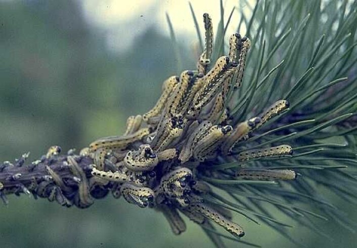 Larvene til vanlig furubarveps kan ta livet av furu fordi de spiser på furunålene utover sensommeren og høsten. (Foto: Skog og landskap) Larvene til vanlig furubarveps kan ta livet av furu fordi de spiser på furunålene utover sensommeren og høsten. (Foto: Skog og landskap)