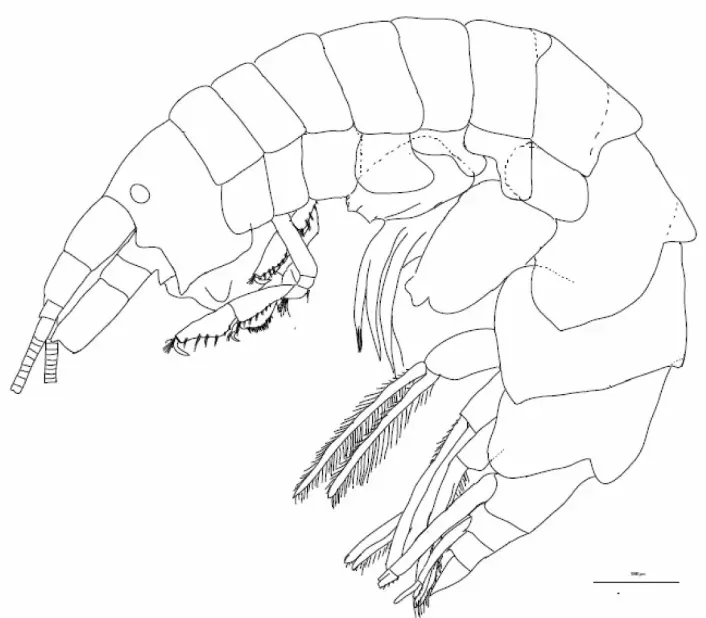 Hele dyret må også tegnes i detalj, fra hode og antenner – til bein og hale - før den nye arten får godkjentstempel.  (Foto: (Illustrasjon: Ringvold og Tandberg))