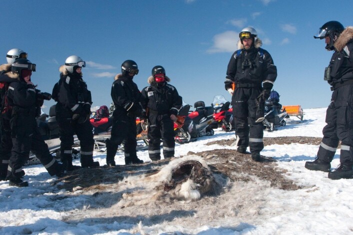 Forskerne fant at antallet reinkadavre i mange bestander var blant de høyeste som noensinne var målt. (Foto: Øystein Varpe) Forskerne fant at antallet reinkadavre i mange bestander var blant de høyeste som noensinne var målt. (Foto: Øystein Varpe)