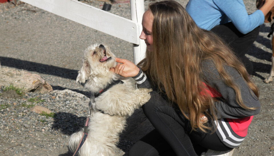 Vilde Christine Tunheim (15) er en aktiv frivillig på FOD-gården. For henne er hundene en viktig kilde til støtte og glede i hverdagen.  (Foto: Eva Beate Strømsted)