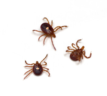 Flåttens navn Amblyomma americanum betyr "ensom stjerne". Denne stjernen kan man se på ryggen til insektet. (Foto: scanpix/© epantha) Flåttens navn Amblyomma americanum betyr "ensom stjerne". Denne stjernen kan man se på ryggen til insektet. (Foto: scanpix/© epantha)