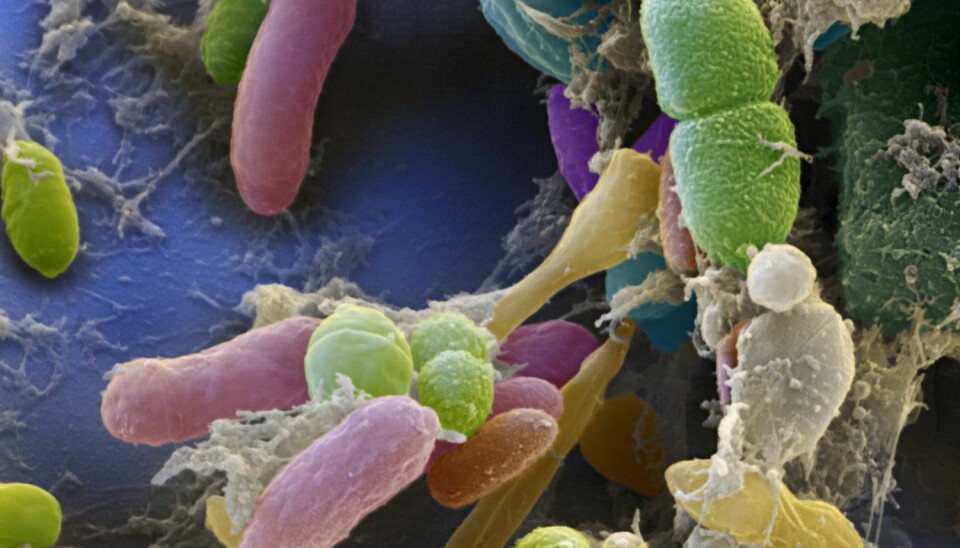 Sammensetningen av tarmbakteriene kan være bestemt av genene våre, viser ny forskning.  (Foto: Science Photo Library)