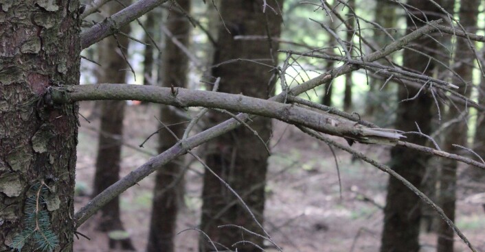 Denne sitkagrana i Kolvereid viser hvor lite lav det vokser på greinene i tette sitkagranfelt. (Foto: Olga Hilmo/NINA) Denne sitkagrana i Kolvereid viser hvor lite lav det vokser på greinene i tette sitkagranfelt. (Foto: Olga Hilmo/NINA)