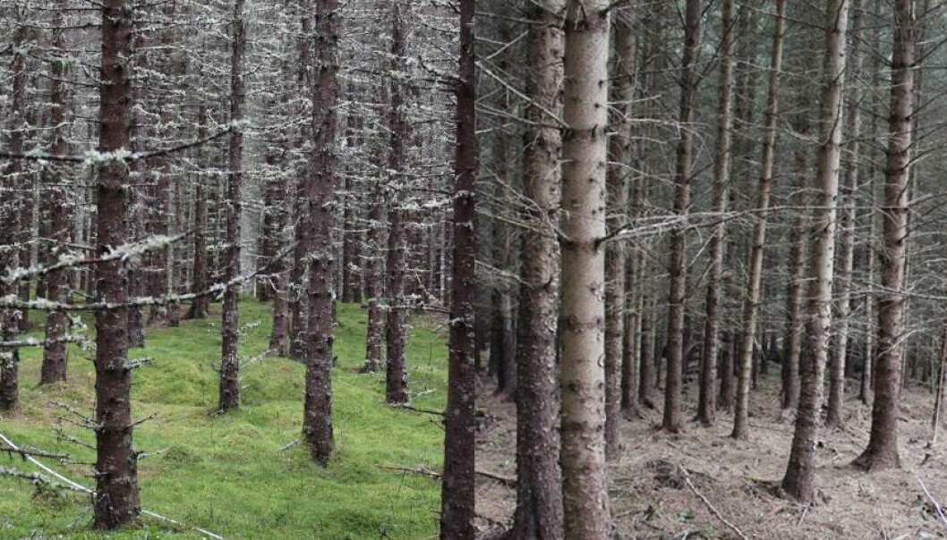 Til venstre ser man bilde av plantefelt med gran og til høyre plantefelt med sitkagran. Bildene er tatt i Kolvereid i Nord-Trøndelag. (Foto: Olga Hilmo/NINA) Til venstre ser man bilde av plantefelt med gran og til høyre plantefelt med sitkagran. Bildene er tatt i Kolvereid i Nord-Trøndelag. (Foto: Olga Hilmo/NINA)
