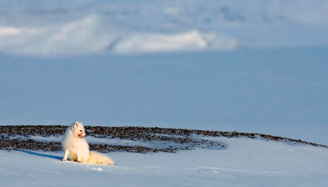 Fjellreven får i seg miljøgifter via dietten. Har har en fjellrev i vinterdrakt nylig spist kadaver. (Foto: Nicolas Lecomte) Fjellreven får i seg miljøgifter via dietten. Har har en fjellrev i vinterdrakt nylig spist kadaver. (Foto: Nicolas Lecomte)
