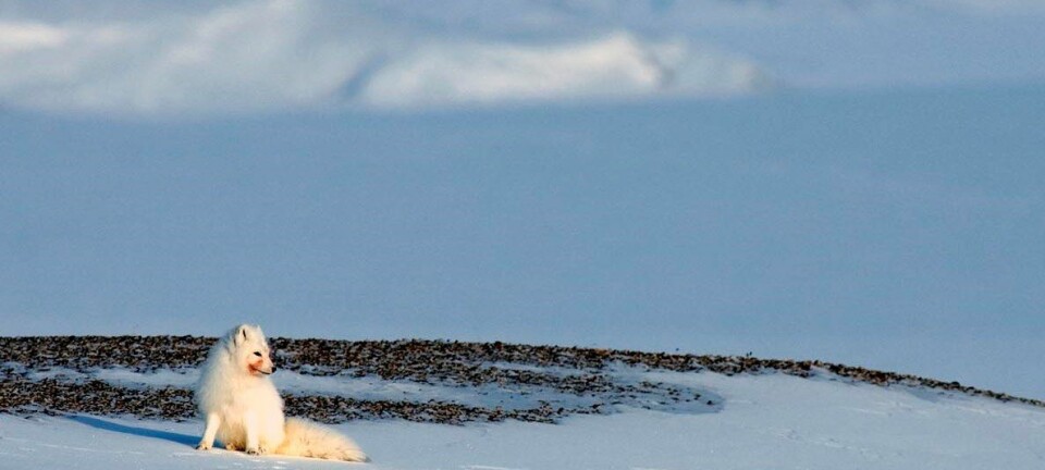 Fjellreven får i seg miljøgifter via dietten. Har har en fjellrev i vinterdrakt nylig spist kadaver. (Foto: Nicolas Lecomte)