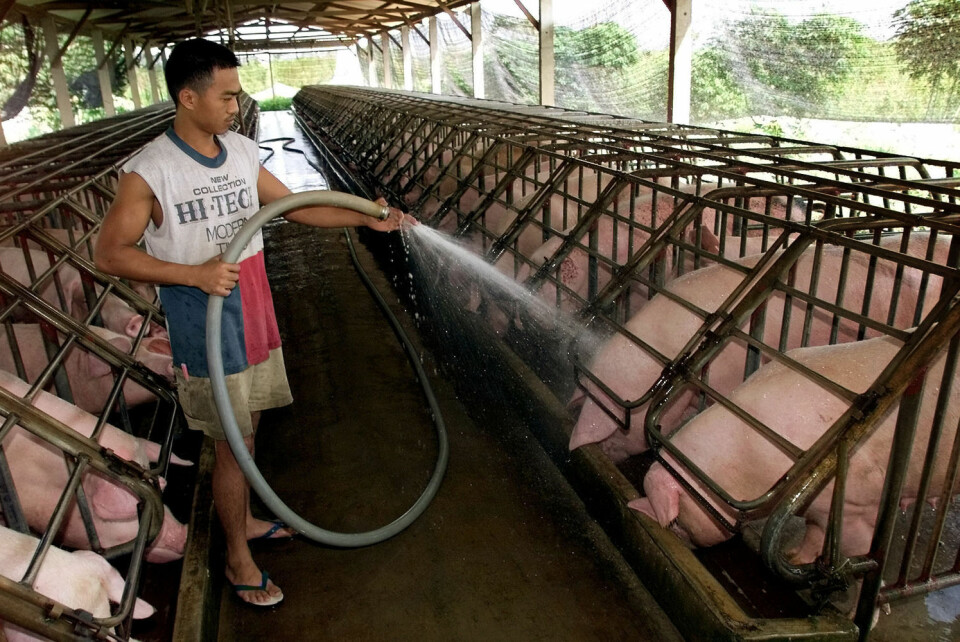 En grisebonde vasker grisene i Malaysia for å unngå videre Nipah-virus-smitte i 2000. (Foto: Vincent Thian/AP)