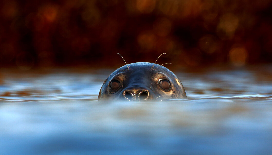 Hvordan står det egentlig til med selen nede i havet? Det vet vi veldig lite om. (Foto: Audun Rikardsen) Hvordan står det egentlig til med selen nede i havet? Det vet vi veldig lite om. (Foto: Audun Rikardsen)